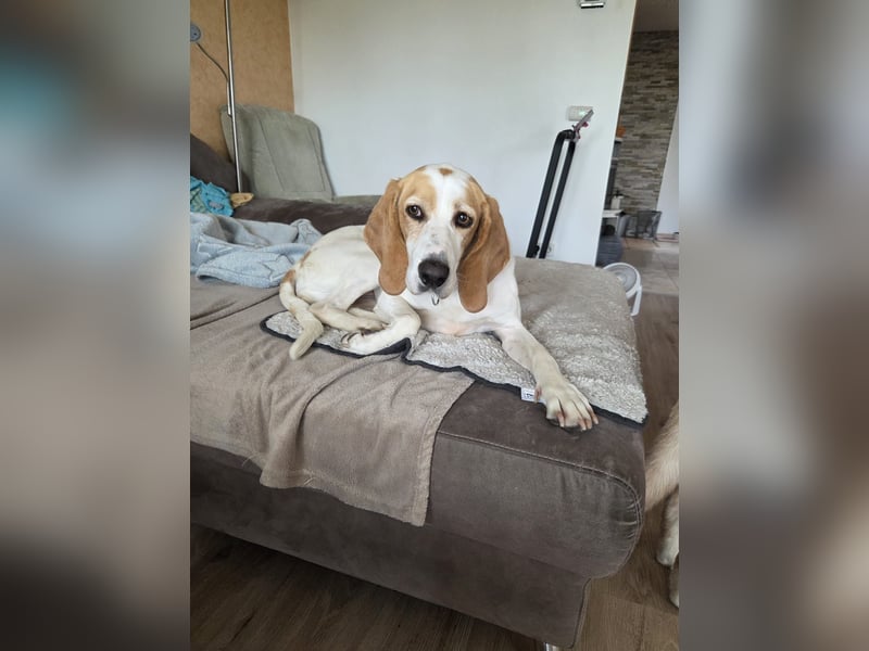 HABANA ❤️ charmante Sabueso Dame, Pflegefamilie Kranenburg