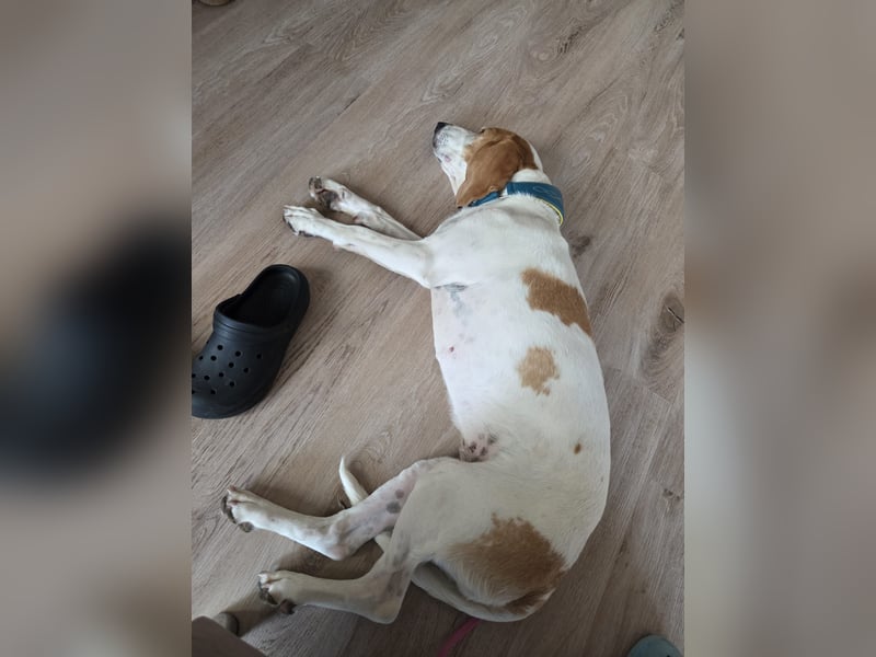 HABANA ❤️ charmante Sabueso Dame, Pflegefamilie Kranenburg