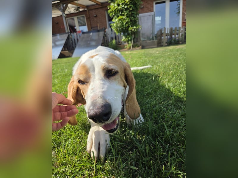 HABANA ❤️ charmante Sabueso Dame, Pflegefamilie Kranenburg