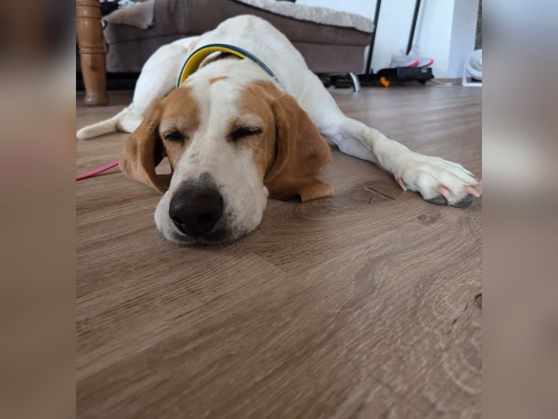 HABANA ❤️ charmante Sabueso Dame, Pflegefamilie Kranenburg