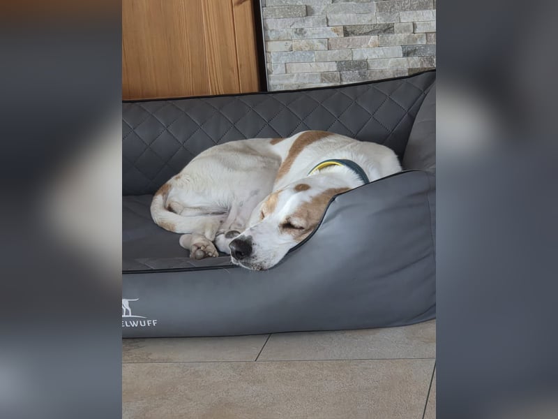 HABANA ❤️ charmante Sabueso Dame, Pflegefamilie Kranenburg