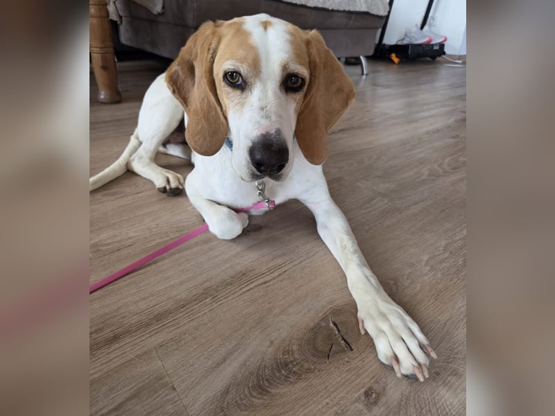HABANA ❤️ charmante Sabueso Dame, Pflegefamilie Kranenburg