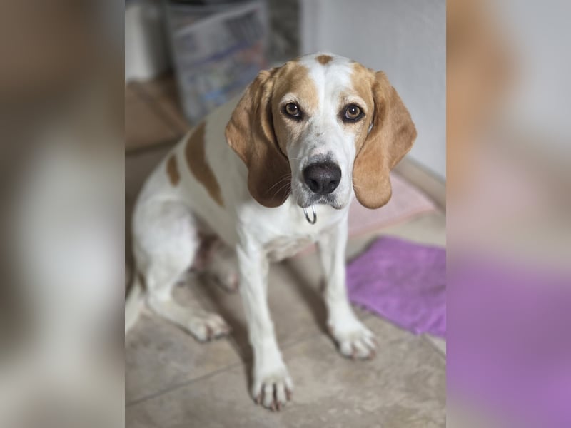 HABANA ❤️ charmante Sabueso Dame, Pflegefamilie Kranenburg