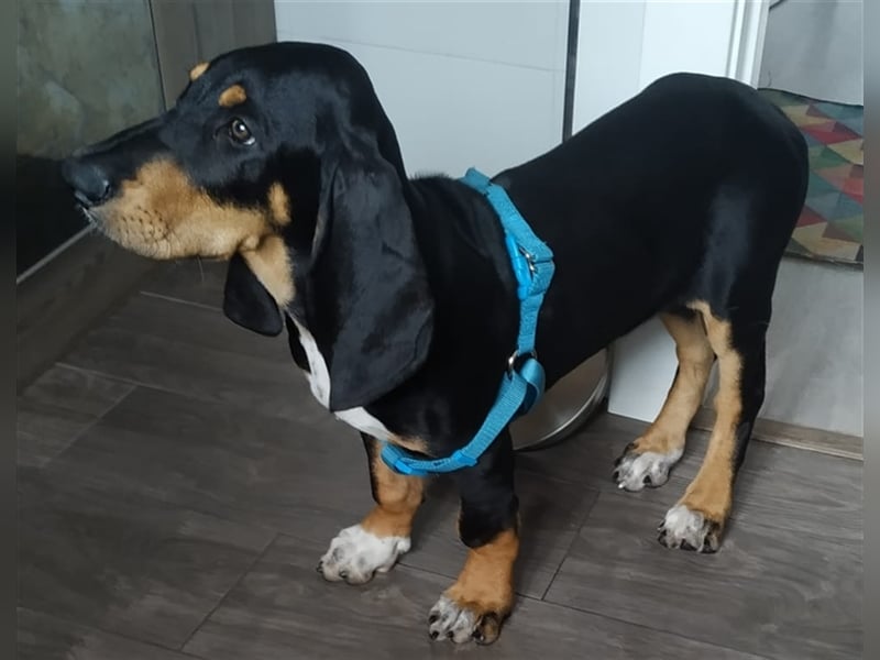 REX wurde geschlagen und musste hungern...