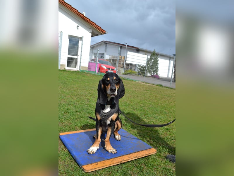 REX wurde geschlagen und musste hungern...