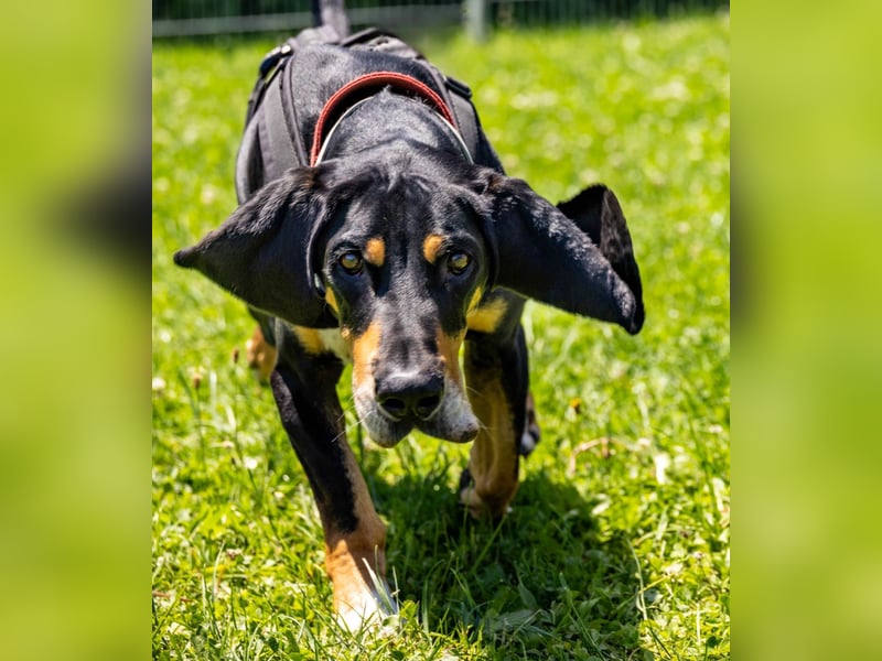 REX wurde geschlagen und musste hungern...