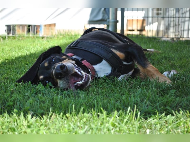 REX wurde geschlagen und musste hungern...