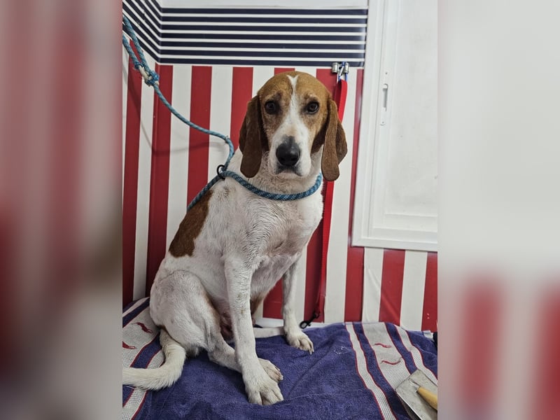 LUCIO ❤️ einfach liebevoller Sabueso, Pflegefamilie Köln