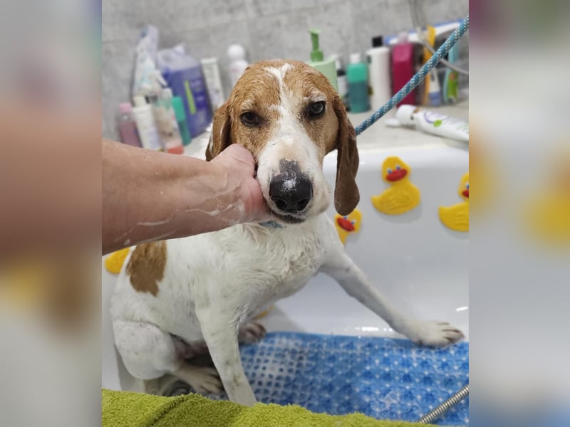 LUCIO ❤️ einfach liebevoller Sabueso, Pflegefamilie Köln