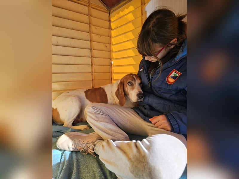 LUCIO ❤️ einfach liebevoller Sabueso, Pflegefamilie Köln