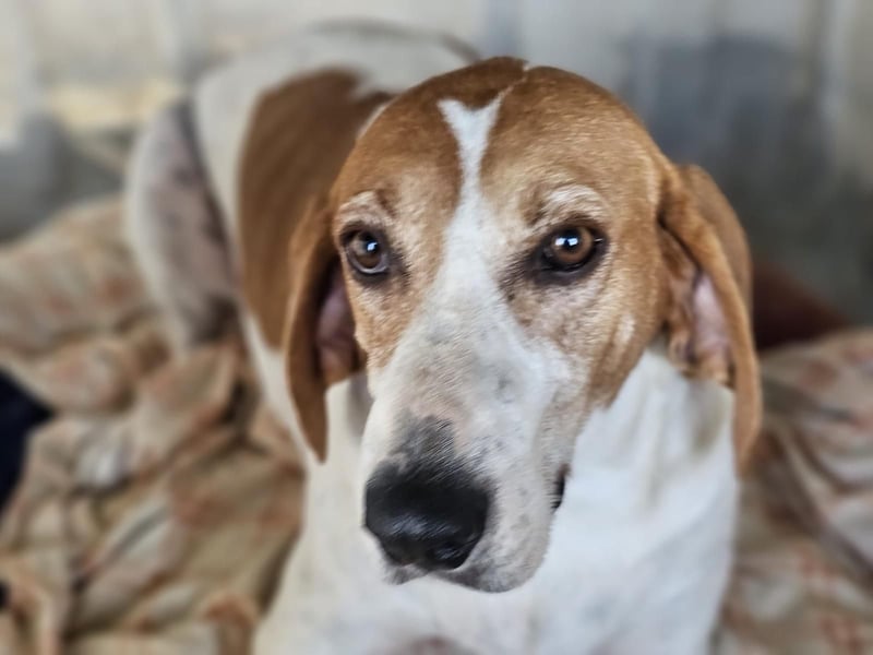 LUCIO ❤️ einfach liebevoller Sabueso, Pflegefamilie Köln