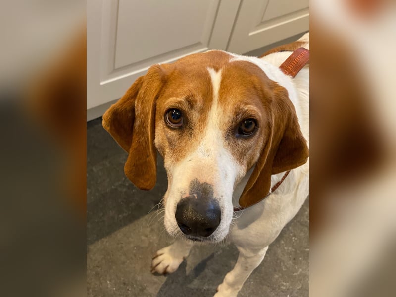 LUCIO ❤️ einfach liebevoller Sabueso, Pflegefamilie Köln