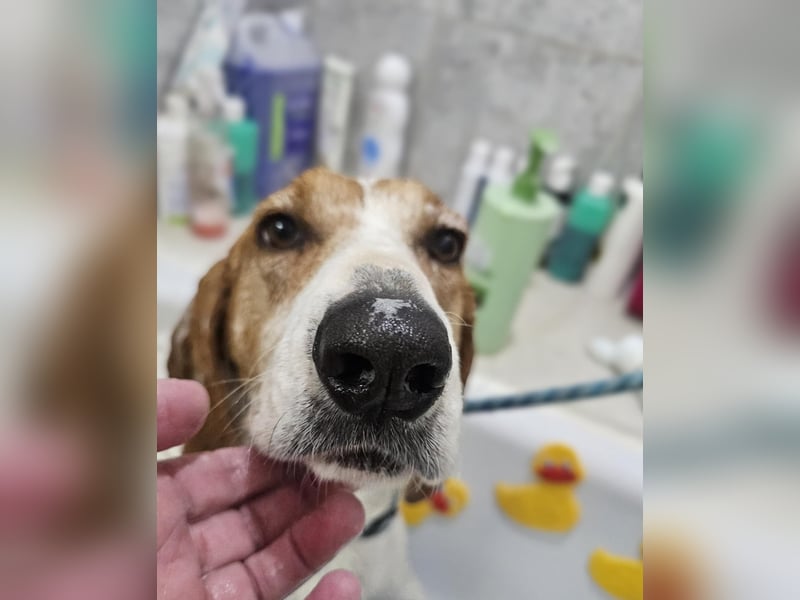 LUCIO ❤️ einfach liebevoller Sabueso, Pflegefamilie Köln