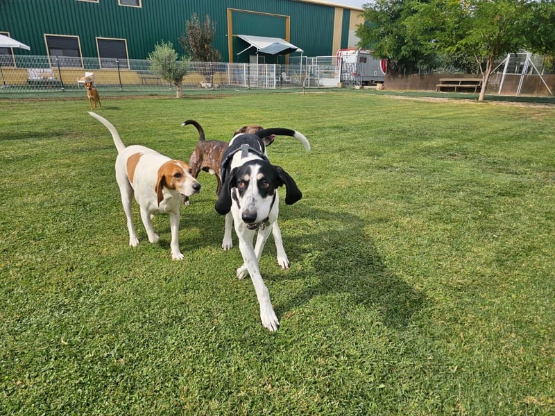 LUCIO ❤️ einfach liebevoller Sabueso, Pflegefamilie Köln