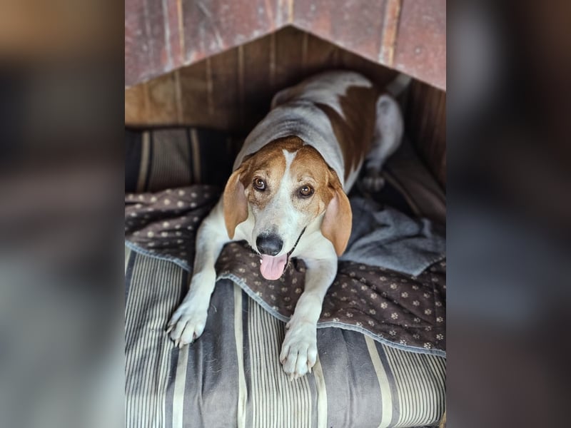 LUCIO ❤️ einfach liebevoller Sabueso, Pflegefamilie Köln