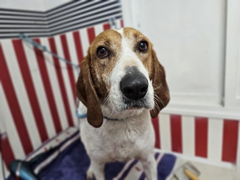 LUCIO ❤️ einfach liebevoller Sabueso, Pflegefamilie Köln