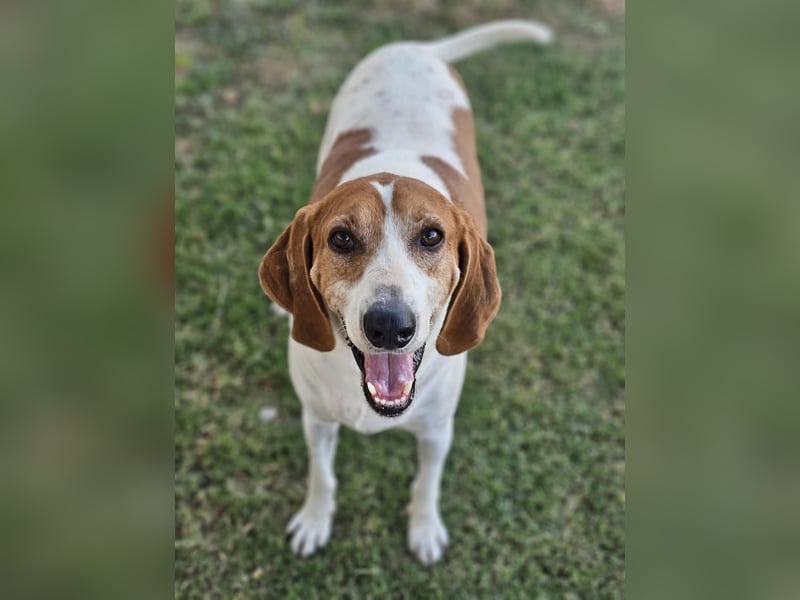 LUCIO ❤️ einfach liebevoller Sabueso, Pflegefamilie Köln