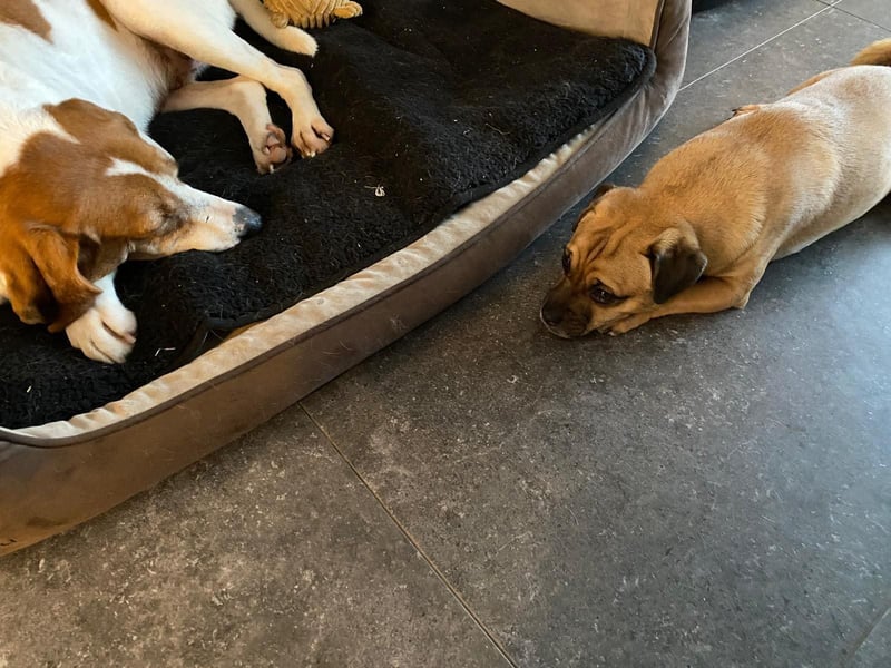 LUCIO ❤️ einfach liebevoller Sabueso, Pflegefamilie Köln