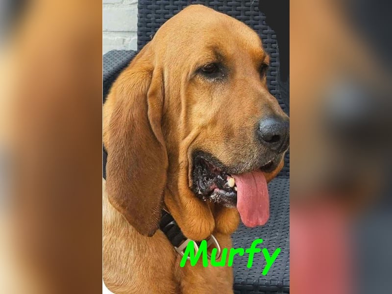 Notfall Murfy geb. 12/2019 (in Belgien) - Sabueso Espanol Rüde sucht DRINGEND ein Zuhause!