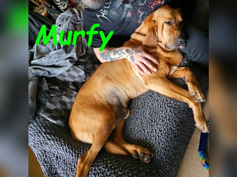 Notfall Murfy geb. 12/2019 (in Belgien) - Sabueso Espanol Rüde sucht DRINGEND ein Zuhause!