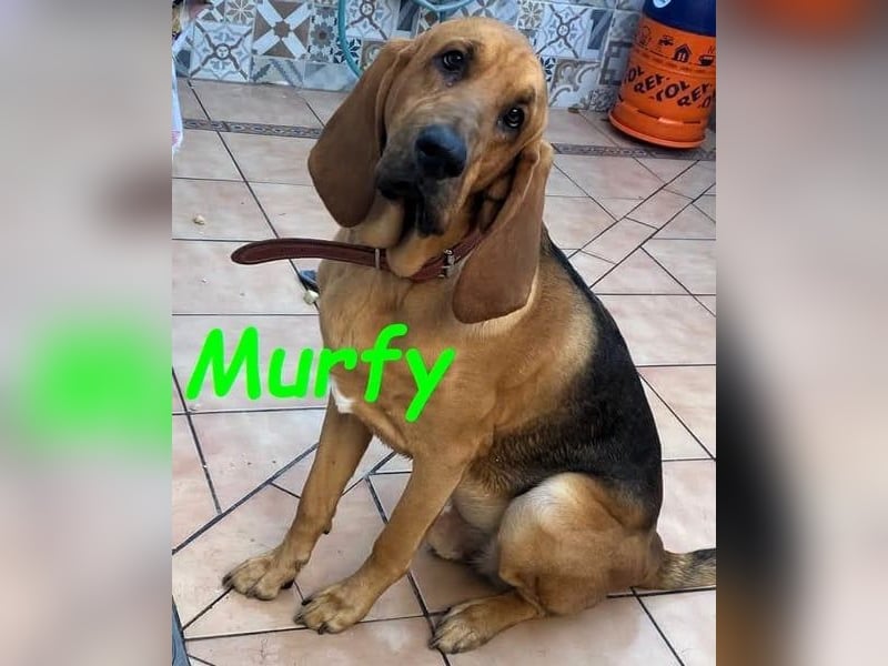 Notfall Murfy geb. 12/2019 (in Belgien) - Sabueso Espanol Rüde sucht DRINGEND ein Zuhause!
