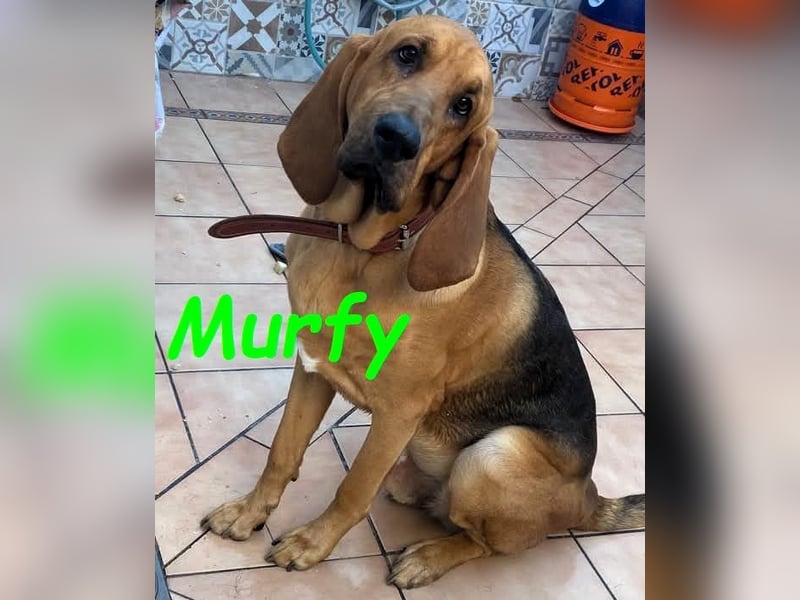 Notfall Murfy geb. 12/2019 (in Belgien) - Sabueso Espanol Rüde sucht DRINGEND ein Zuhause!