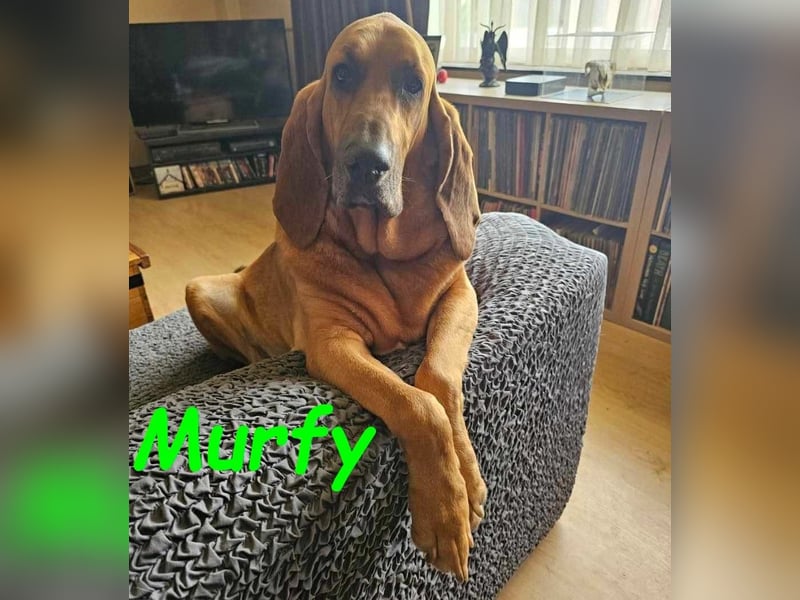 Notfall Murfy geb. 12/2019 (in Belgien) - Sabueso Espanol Rüde sucht DRINGEND ein Zuhause!