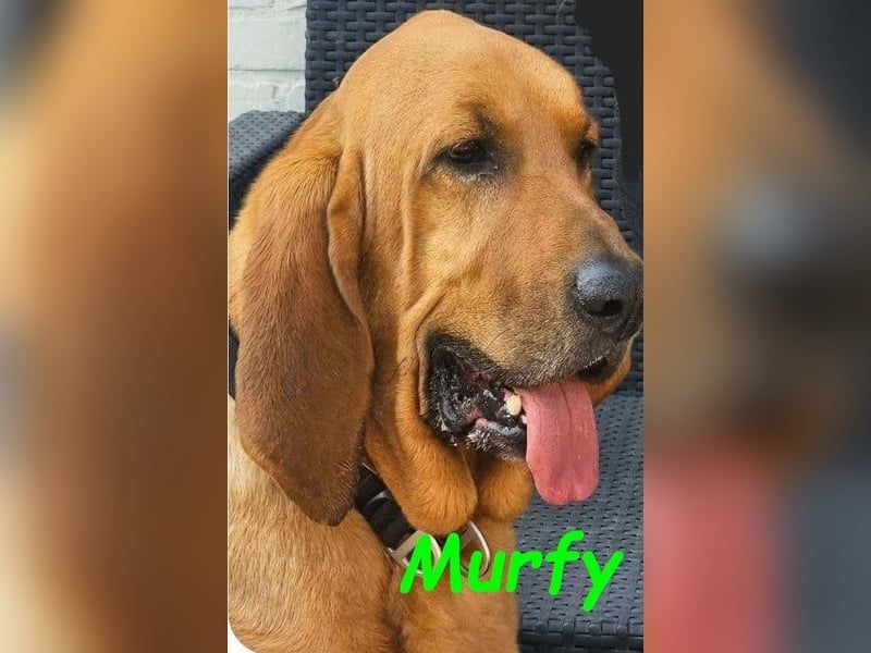Notfall Murfy geb. 12/2019 (in Belgien) - Sabueso Espanol Rüde sucht DRINGEND ein Zuhause!