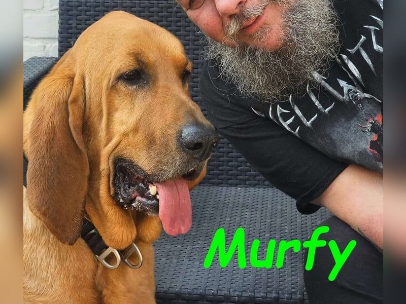 Notfall Murfy geb. 12/2019 (in Belgien) - Sabueso Espanol Rüde sucht DRINGEND ein Zuhause!