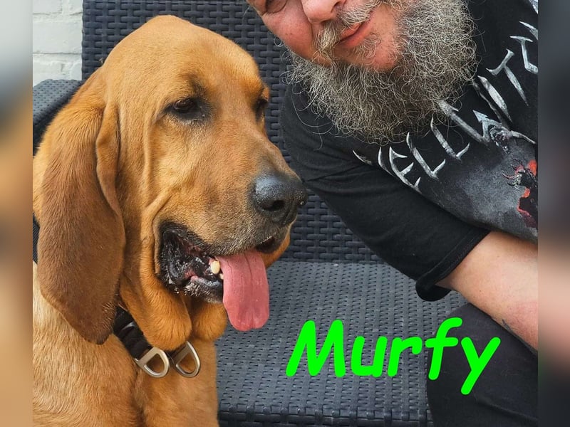Notfall Murfy geb. 12/2019 (in Belgien) - Sabueso Espanol Rüde sucht DRINGEND ein Zuhause!