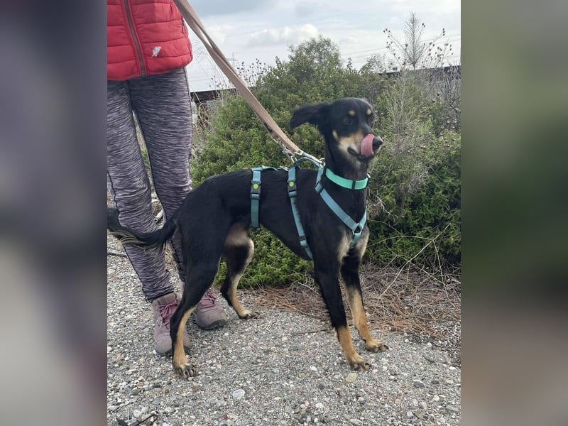 Pixie, ein Saluki-Mix, sucht sportliche Menschen