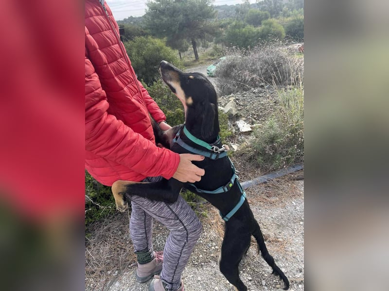 Pixie, ein Saluki-Mix, sucht sportliche Menschen