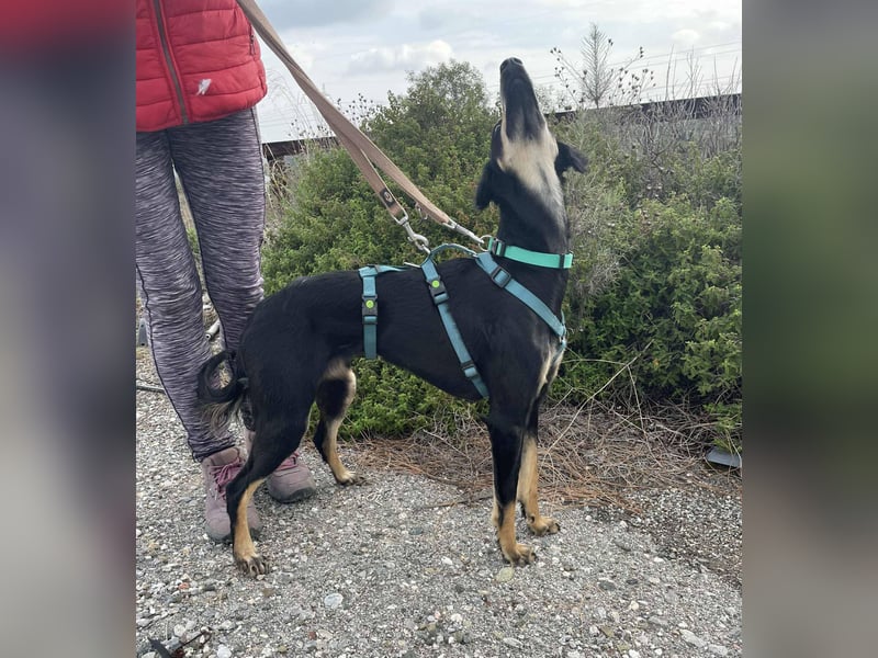 Pixie, ein Saluki-Mix, sucht sportliche Menschen