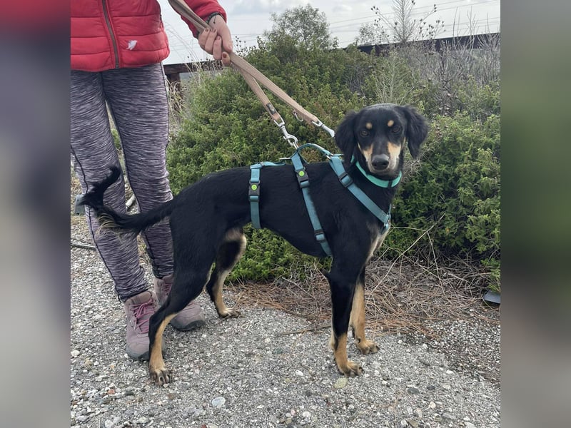 Pixie, ein Saluki-Mix, sucht sportliche Menschen