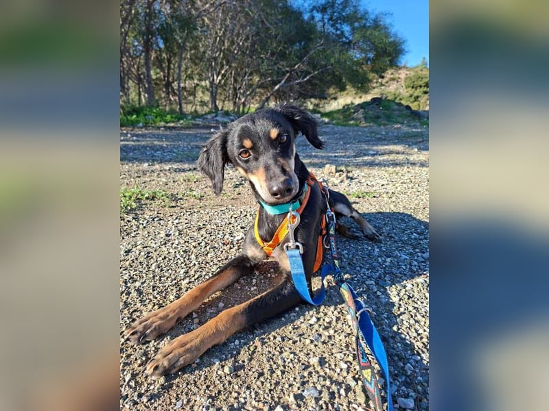 Pixie, ein Saluki-Mix, sucht sportliche Menschen