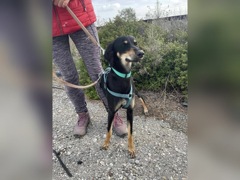 Pixie, ein Saluki-Mix, sucht sportliche Menschen