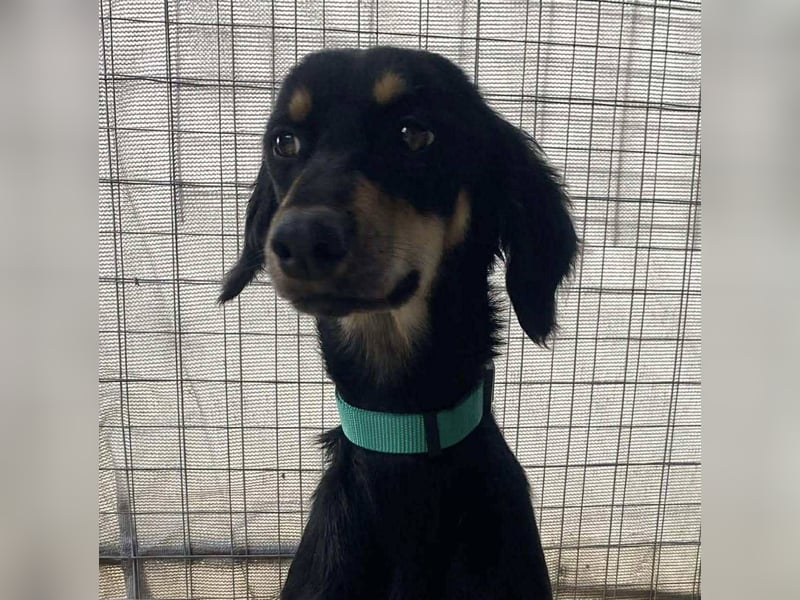 Pixie, ein Saluki-Mix, sucht sportliche Menschen