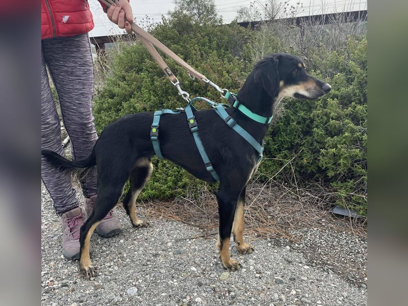 Pixie, ein Saluki-Mix, sucht sportliche Menschen