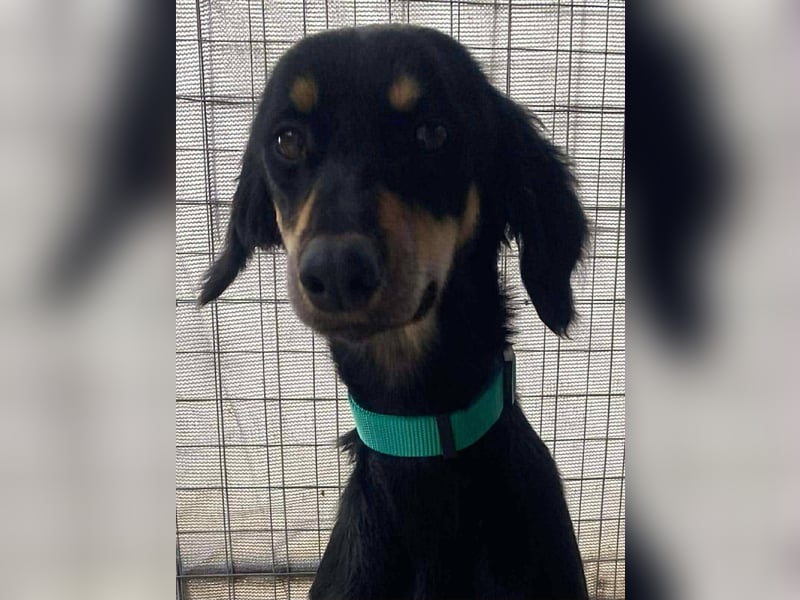 Pixie, ein Saluki-Mix, sucht sportliche Menschen