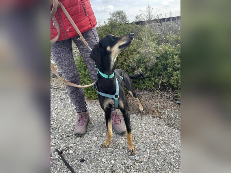 Pixie, ein Saluki-Mix, sucht sportliche Menschen