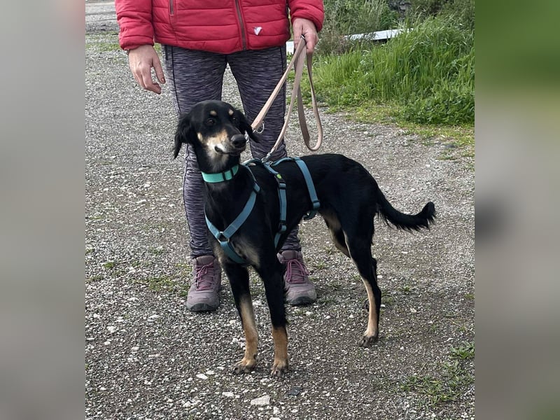 Pixie, ein Saluki-Mix, sucht sportliche Menschen