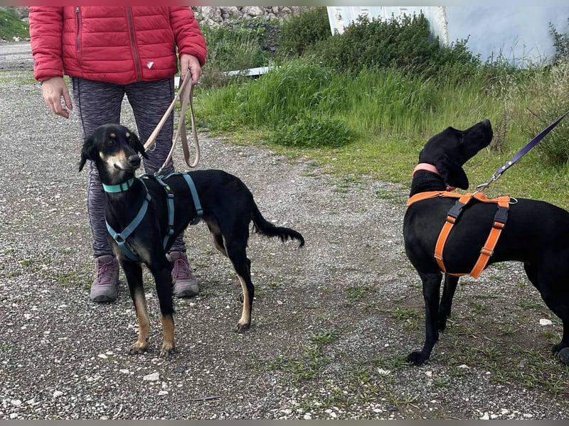 Pixie, ein Saluki-Mix, sucht sportliche Menschen