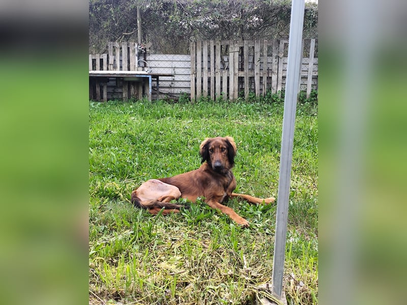 Wunderhübscher und liebevoller Junghund PEDRO sucht eine Familie