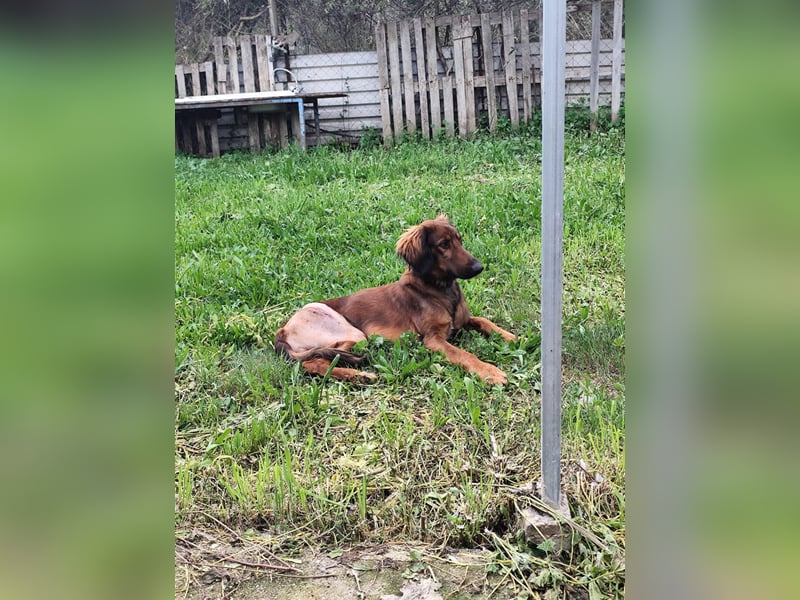 Wunderhübscher und liebevoller Junghund PEDRO sucht eine Familie