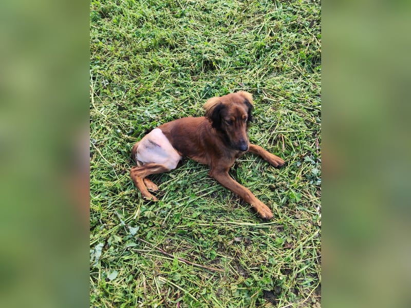 Wunderhübscher und liebevoller Junghund PEDRO sucht eine Familie