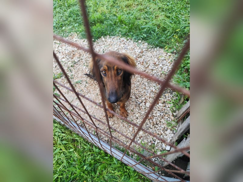 Wunderhübscher und liebevoller Junghund PEDRO sucht eine Familie