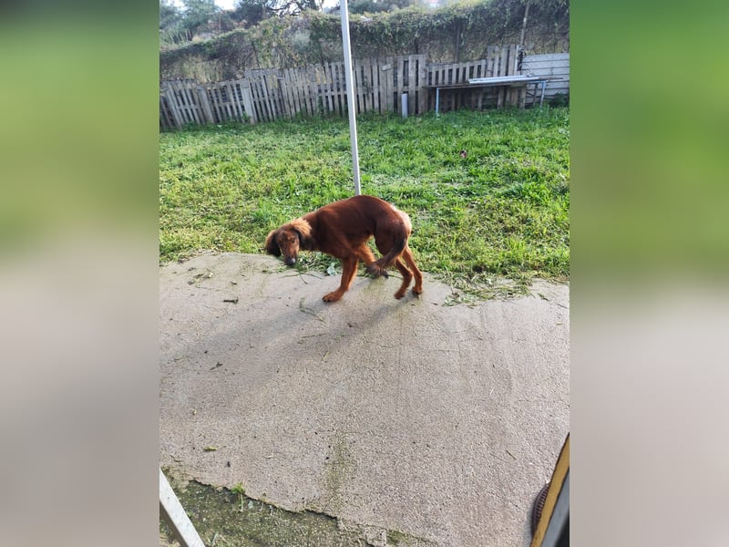 Wunderhübscher und liebevoller Junghund PEDRO sucht eine Familie