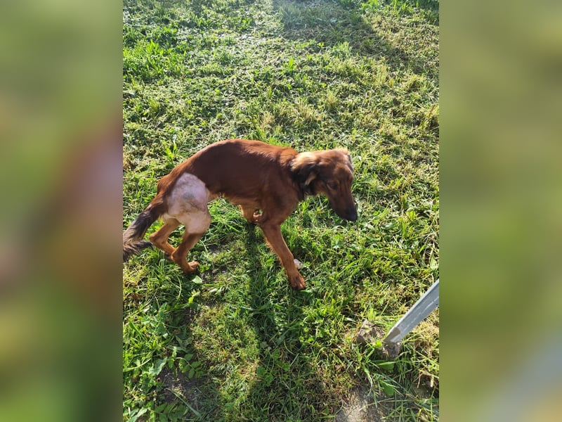 Wunderhübscher und liebevoller Junghund PEDRO sucht eine Familie