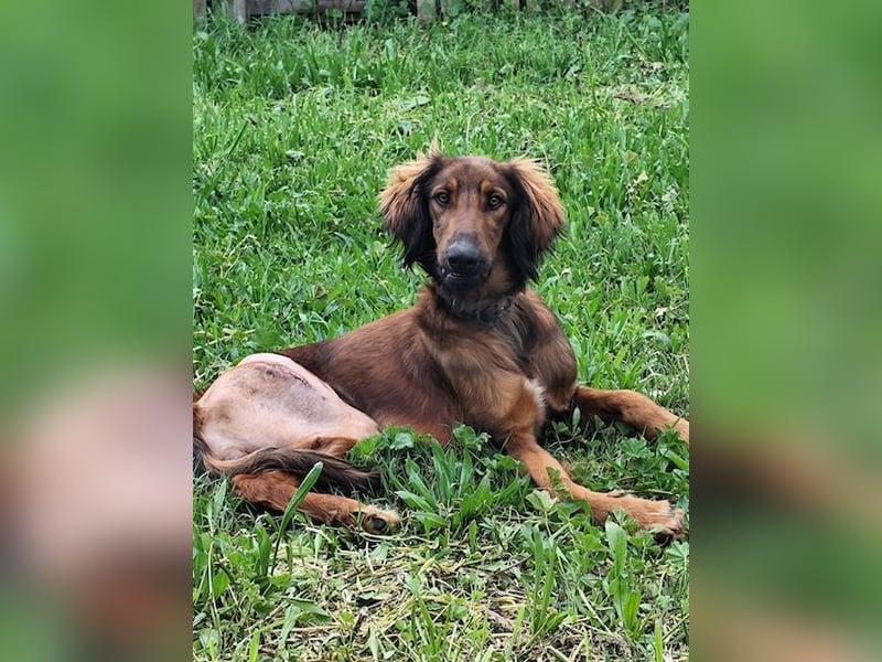 Wunderhübscher und liebevoller Junghund PEDRO sucht eine Familie