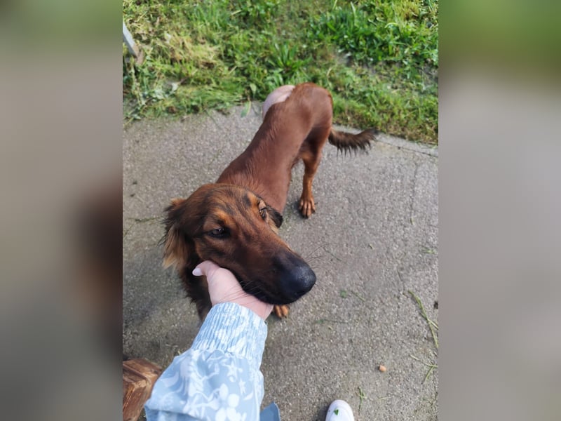 Wunderhübscher und liebevoller Junghund PEDRO sucht eine Familie